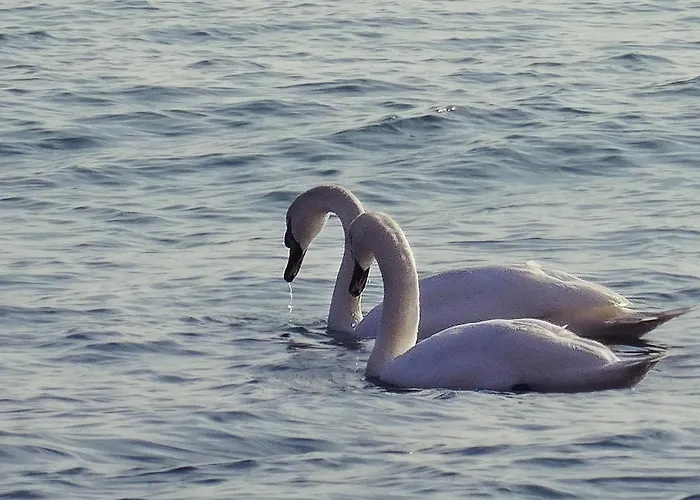 Apartament Etara - 1 Rey&mar Saint *